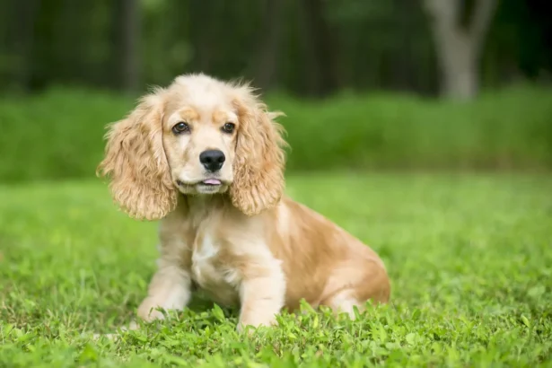 cocker spaniel